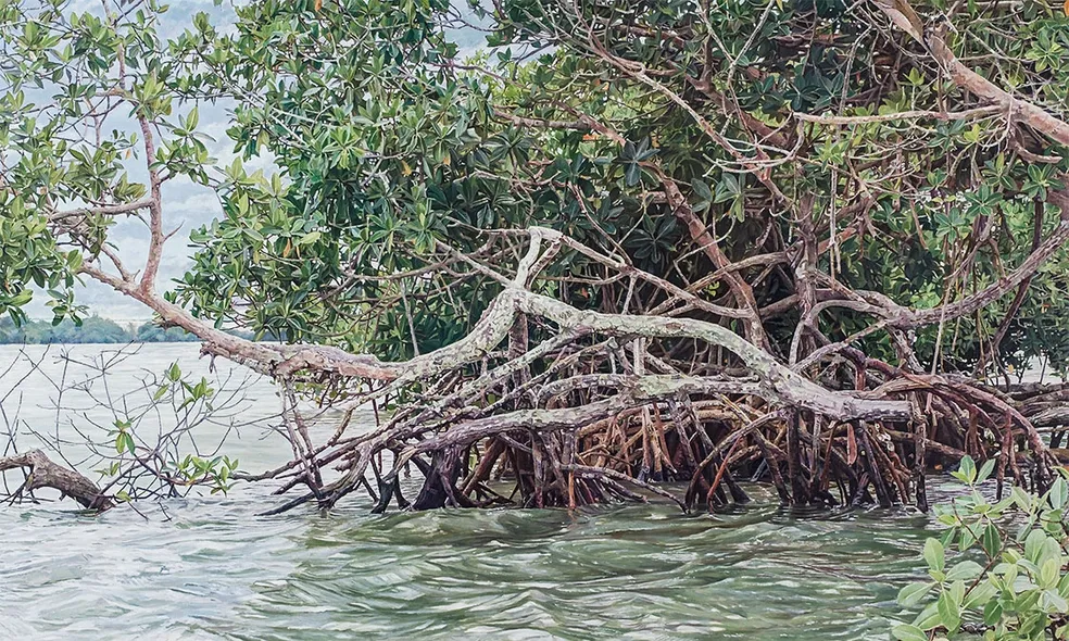 Manglar 'El Alebrije'